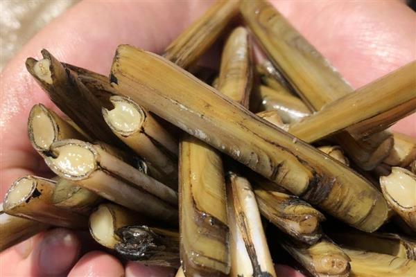 竹蛏的产地，分布于渤海、山东、辽宁等地