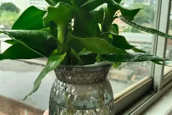 观音竹怎么切段繁殖，涂抹生根粉后再插入水培容器中