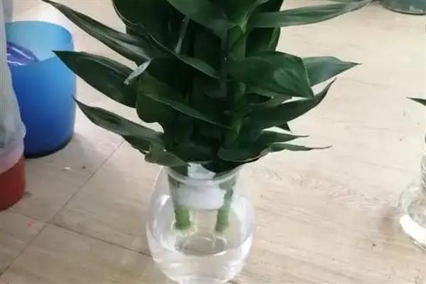 观音竹怎么切段繁殖，涂抹生根粉后再插入水培容器中