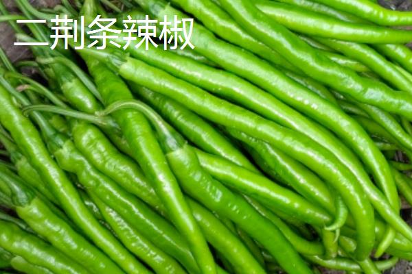 辣椒有什么品种，二荆条、七星椒等品种较常见