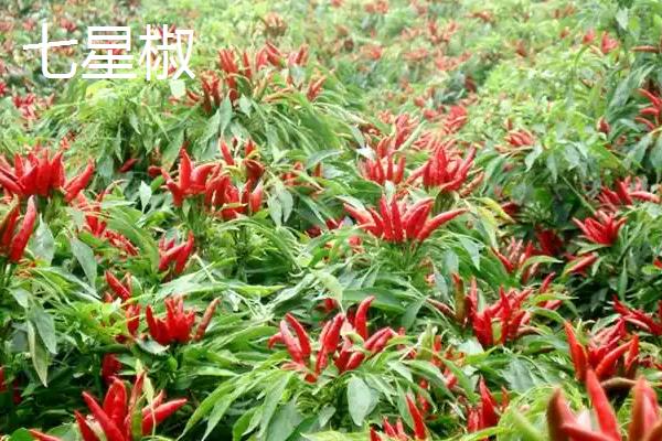 辣椒有什么品种，二荆条、七星椒等品种较常见