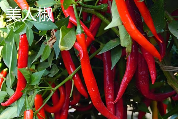 辣椒有什么品种，二荆条、七星椒等品种较常见