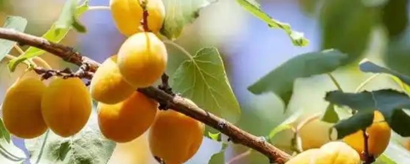 春天什么时候嫁接杏树，3月份至清明节之前适合嫁接