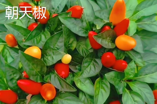 辣椒有什么品种，二荆条、七星椒等品种较常见