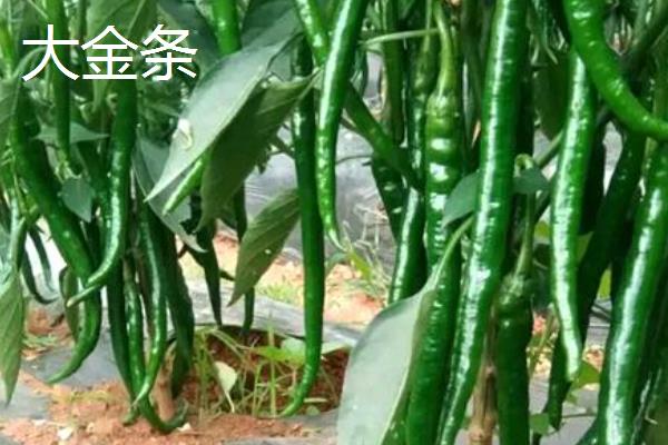 辣椒有什么品种，二荆条、七星椒等品种较常见