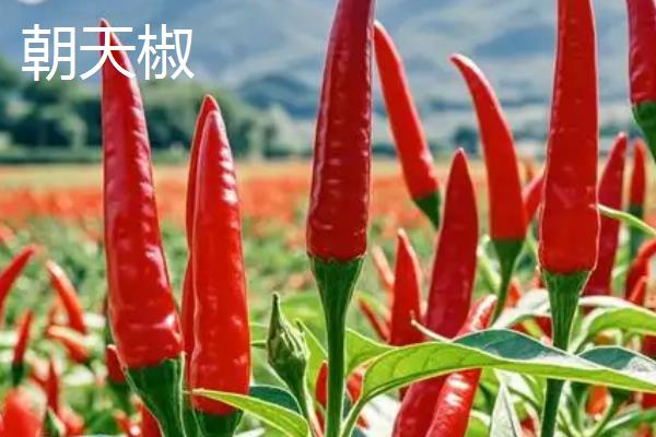 辣椒有什么品种，二荆条、七星椒等品种较常见