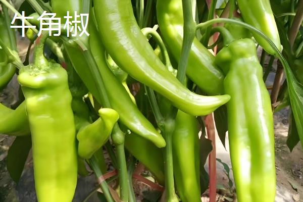 辣椒有什么品种，二荆条、七星椒等品种较常见