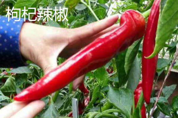 辣椒有什么品种，二荆条、七星椒等品种较常见