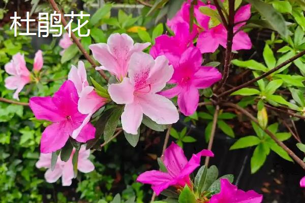 哪些花卉象征富贵吉祥，常见牡丹花、莲花、朱顶红等品种