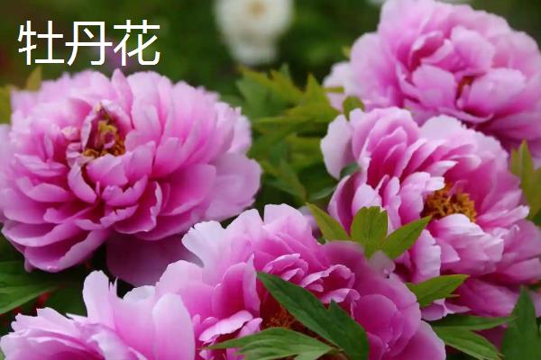 哪些花卉象征富贵吉祥，常见牡丹花、莲花、朱顶红等品种