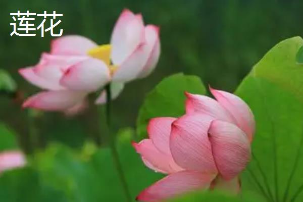哪些花卉象征富贵吉祥，常见牡丹花、莲花、朱顶红等品种