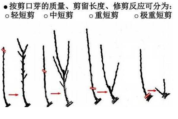 哪种石榴开花不结果，是指花石榴