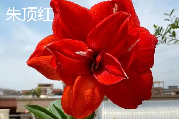 哪些花卉象征富贵吉祥，常见牡丹花、莲花、朱顶红等品种