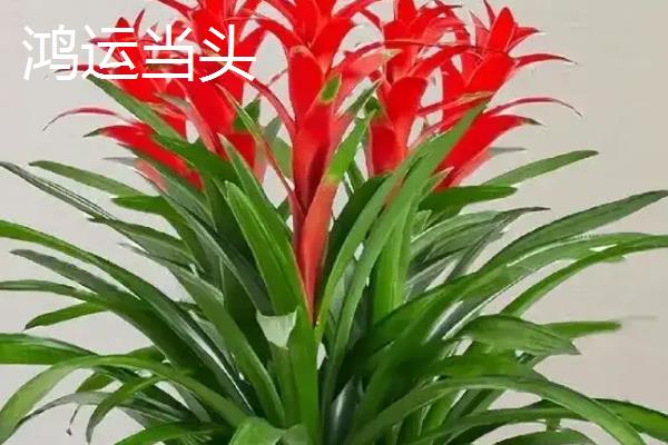哪些花卉象征富贵吉祥，常见牡丹花、莲花、朱顶红等品种