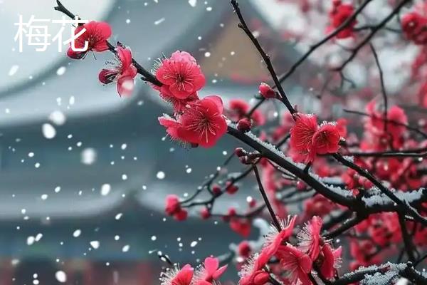 哪些花卉象征富贵吉祥，常见牡丹花、莲花、朱顶红等品种