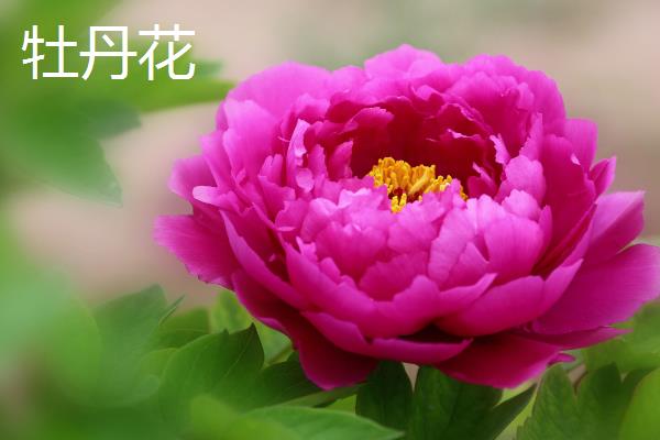 哪些花卉象征富贵吉祥，常见牡丹花、莲花、朱顶红等品种