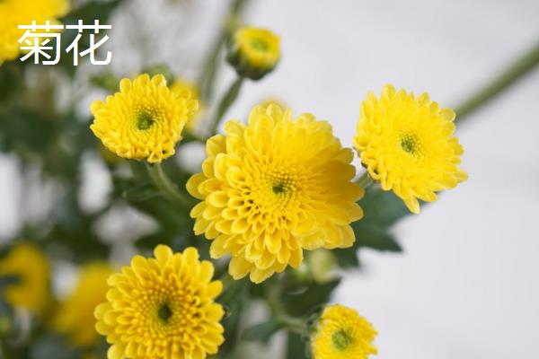哪些花卉象征富贵吉祥，常见牡丹花、莲花、朱顶红等品种
