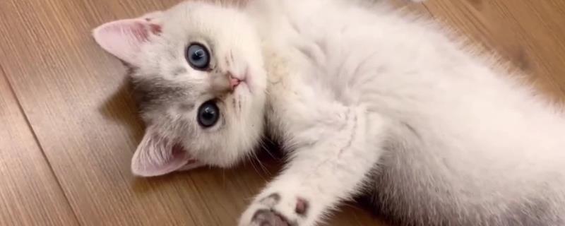 猫咪为什么会偷吃，主要有以下3个原因