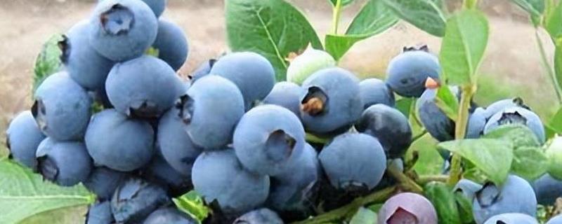 蓝莓喜光吗，本身是喜光植物