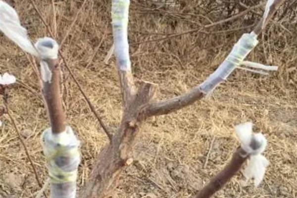 春天什么时候嫁接杏树，3月份至清明节之前适合嫁接