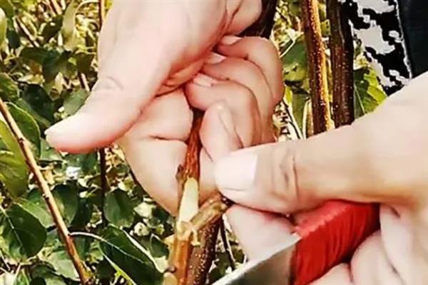 春天什么时候嫁接杏树，3月份至清明节之前适合嫁接