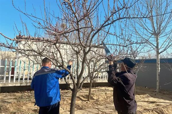春天什么时候嫁接杏树，3月份至清明节之前适合嫁接