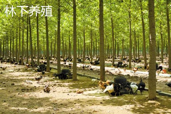 有什么新型农业项目，主要分为林下养殖、有机种植、休闲农业等5个种类