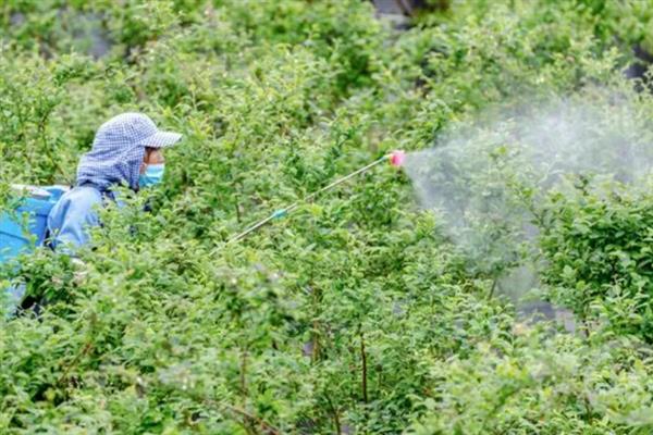 蓝莓喜光吗，本身是喜光植物