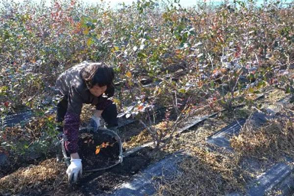 蓝莓喜光吗，本身是喜光植物