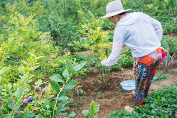 蓝莓喜光吗，本身是喜光植物
