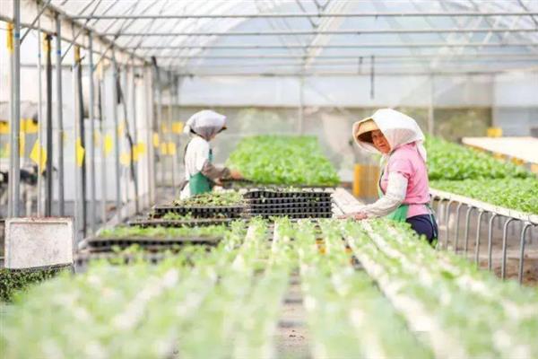 有什么新型农业项目，主要分为林下养殖、有机种植、休闲农业等5个种类