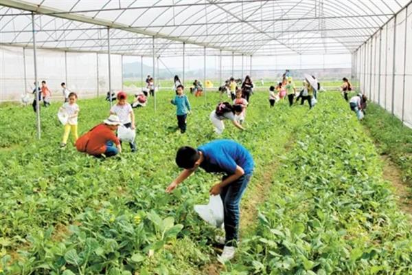 有什么新型农业项目，主要分为林下养殖、有机种植、休闲农业等5个种类