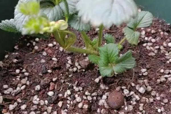珍珠岩的介绍,是火山喷发后产生的熔岩