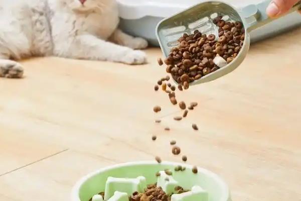 猫咪为什么会偷吃，主要有以下3个原因