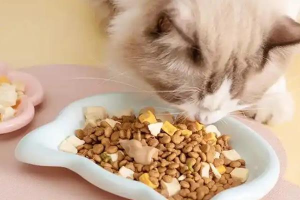 猫咪为什么会偷吃，主要有以下3个原因