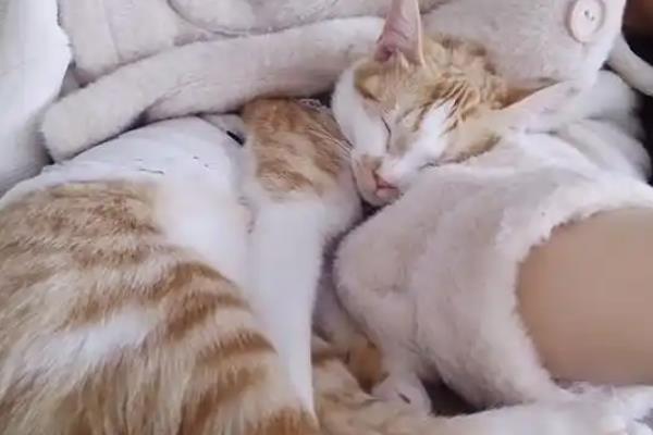 猫咪为什么会偷吃，主要有以下3个原因