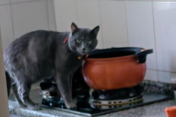 猫咪为什么会偷吃，主要有以下3个原因