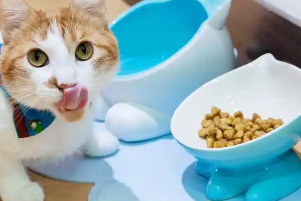 猫咪为什么会偷吃，主要有以下3个原因