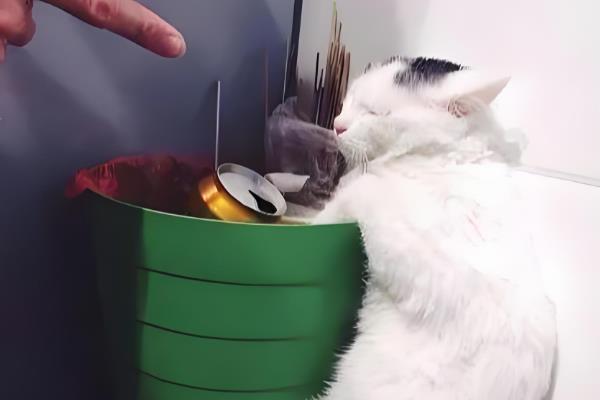 猫咪为什么会偷吃，主要有以下3个原因