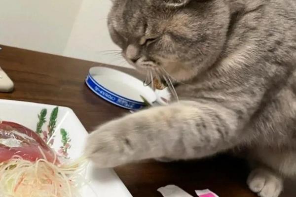 猫咪为什么会偷吃，主要有以下3个原因