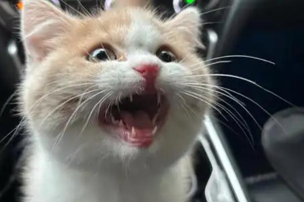 猫咪为什么会偷吃，主要有以下3个原因