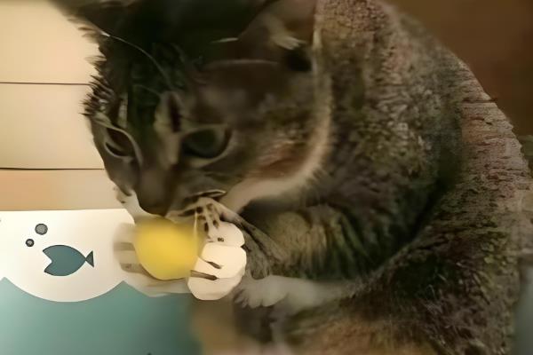 猫咪为什么会偷吃，主要有以下3个原因