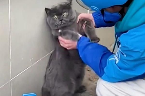 猫咪为什么会偷吃，主要有以下3个原因