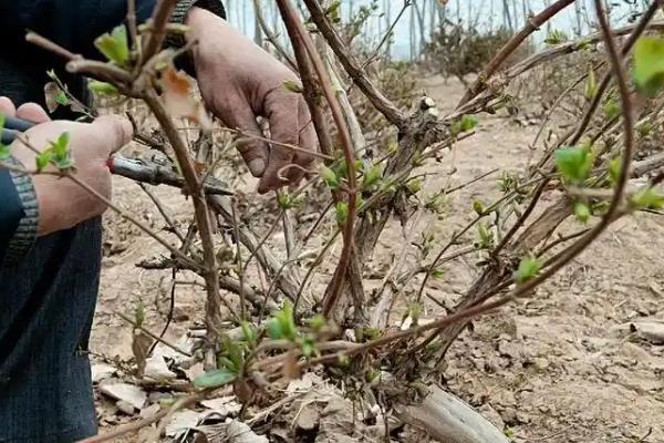 种植金银花的要点，施肥以有机肥为主