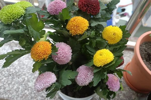 乒乓菊能养在家里吗，寓意吉祥可以养在家里