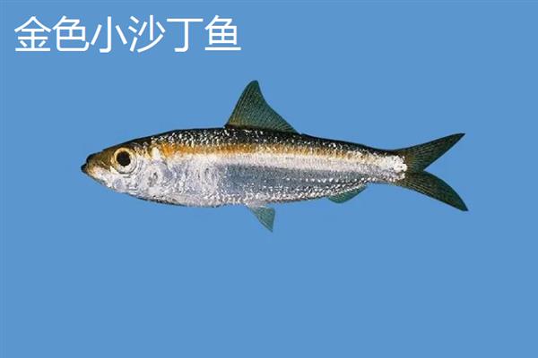 沙丁鱼的产区，仅沙丁鱼1种