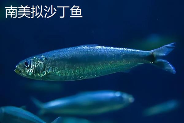 沙丁鱼的产区，仅沙丁鱼1种