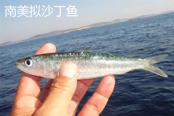 沙丁鱼的产区，仅沙丁鱼1种