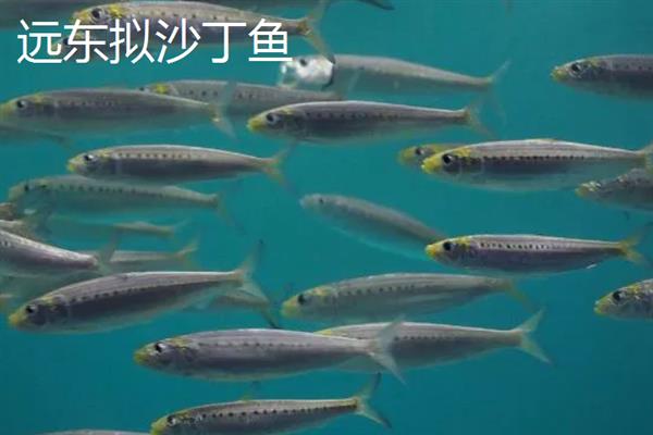 沙丁鱼的产区，仅沙丁鱼1种