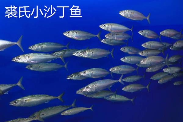 沙丁鱼的产区，仅沙丁鱼1种